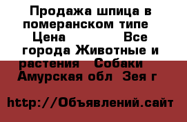 Продажа шпица в померанском типе › Цена ­ 20 000 - Все города Животные и растения » Собаки   . Амурская обл.,Зея г.